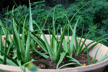 Obraz premium Aloe vera pot plants on wooden table, natural skin therapy concept