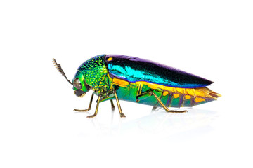 Image of green-legged metallic beetle (Sternocera aequisignata) or Jewel beetle or Metallic wood-boring beetle on white background. Insect. Animal.