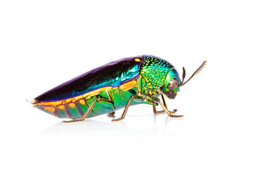 Image of green-legged metallic beetle (Sternocera aequisignata) or Jewel beetle or Metallic wood-boring beetle on white background. Insect. Animal.