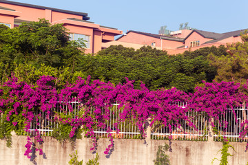 Flowerful big purple or red bougainvillea plant tree in Turkey
