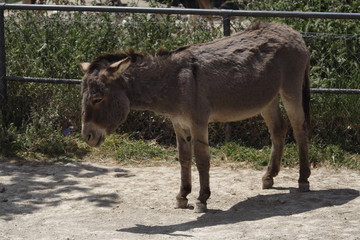 âne