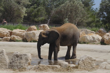 éléphant
