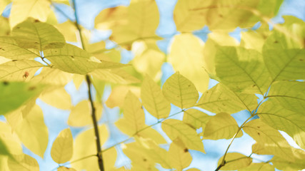autumn background colorful fallen leaves on the branches