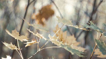 autumn background texture. colorful fallen maple leaves