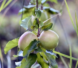 ripe apples in an orchard ready for harvesting