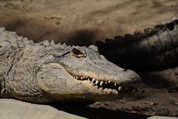 Obraz premium crocodile