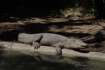 crocodile