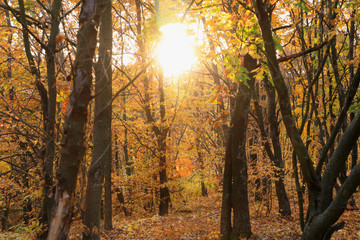 Autumn forest and sun casting rays of light through and trees. Warm autumn scenery. 