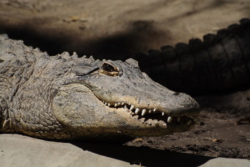 crocodile
