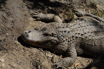 crocodile