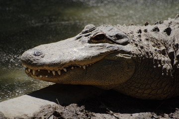 crocodile
