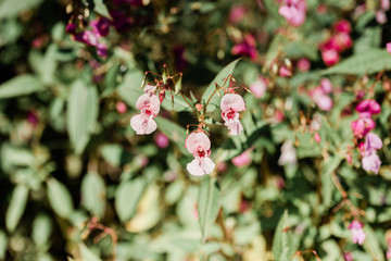 Himalayan balsam