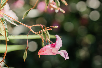 Himalayan balsam