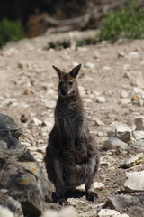 kangourou