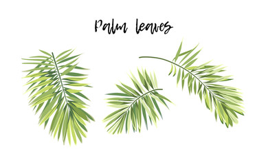 Set of isolated tropical royal palm leaves, vector illustration.