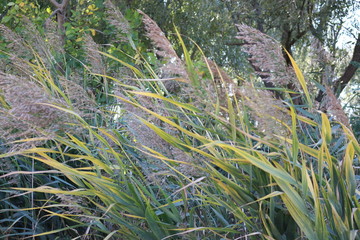  Bulrush grows on the lake. Autumn.