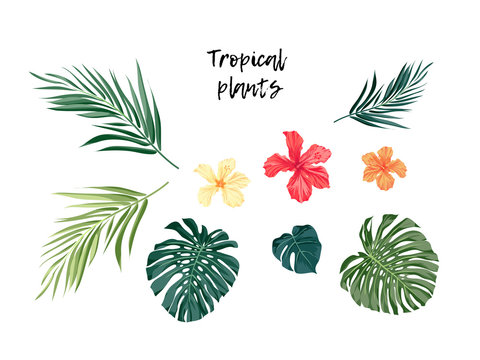 Set of isolated tropical plants, monstera palm leaves and hibiscus flowers, vector illustration.