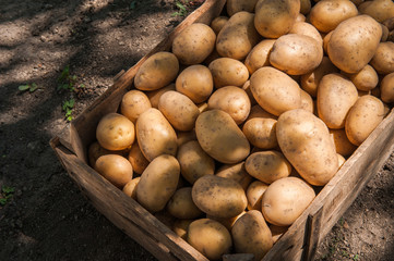 Organic homemade vegetables harvest potatoes