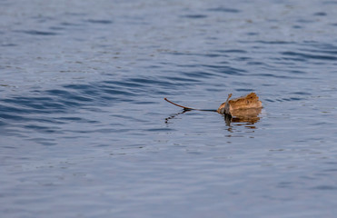 leaf floating in lake erie 