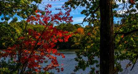 flowers and trees in the middle of the forest with a blue lake 