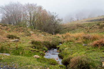 a foggy day in the forest of Belaustegui, on Mount Gorbea