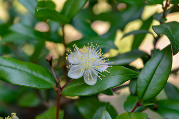 flower