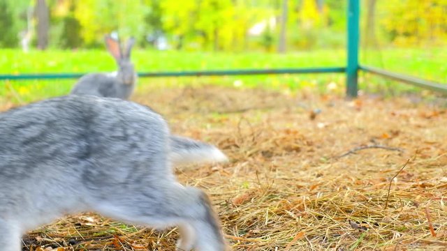 gray rabbits subsist straw. Easter symbol