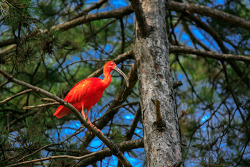 Scarlet Ibis bird Eudocimus ruber tropical bird