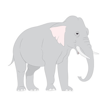 gray elephant walks vector, white background