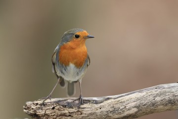 Photo of European robin (Erithacus rubecula) sits on the branch. Detailed and bright portrait. Autumn landscape with a song bird. Erithacus rubecula. Wildlife scene from nature