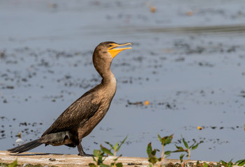 cormorant at lake Erie Pennsylvania 