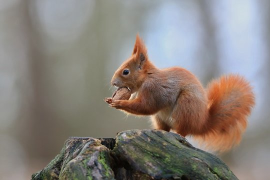 Art view on wild nature. Cute red squirrel with long pointed ears in autumn scene . Wildlife in November forest. Squirrel sitting on the stump with a nut.. Sciurus vulgaris