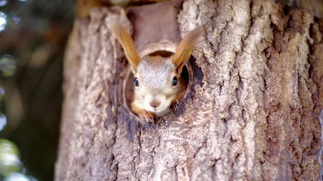 A squirrel poked its face out of its nest in the tree.