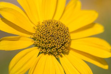 Sonnenblume 1