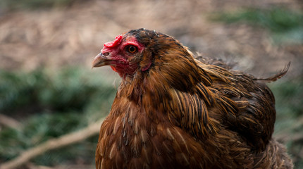 chicken on the farm, happy hen