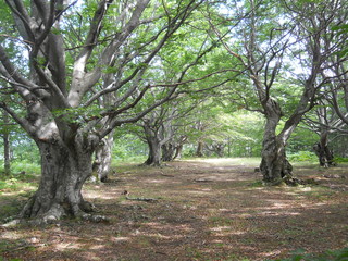 Alberi secolari in Varsi
