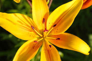 Beautiful yellow lily flower. Close-up. Top view. Background. Texture.