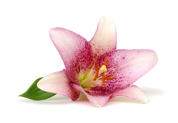 Naklejka na ściany i meble pink lily flower on white background