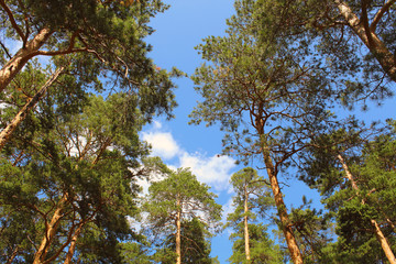 Tall beautiful pine trees. View from the bottom up. Background. Scenery.
