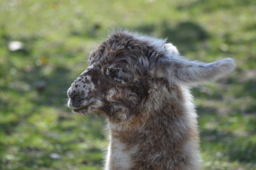 A baby llama at the farm