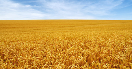 Golden wheat field