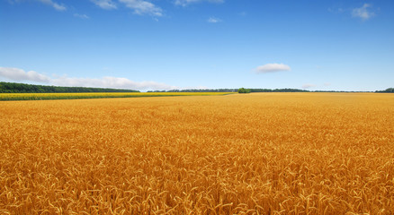 Golden wheat field with blue sky