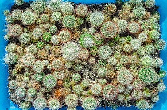 Top View Group Nursery Cactus In A Blue Nursery Tray, Propagate From Seeds