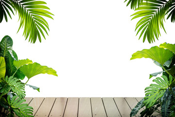  plant isolated frame include clipping path on white background