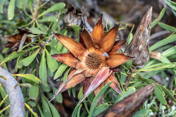 Dried Protea Cones Flower