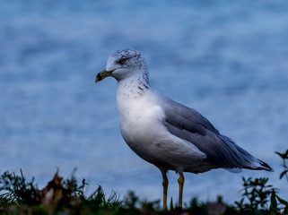 ring billed gull at lake erie pennsylvania 