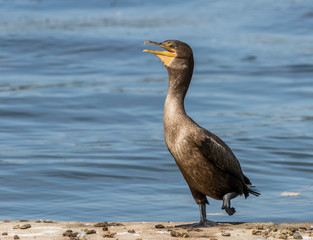 cormorant at lake erie pennsylvania 