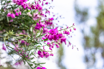 Obraz na płótnie Canvas Purple Fynbos string Flowers