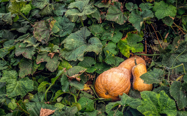Ripe autumn pumpkin in a rustic vegetable garden. Sunny autumn evening in the village