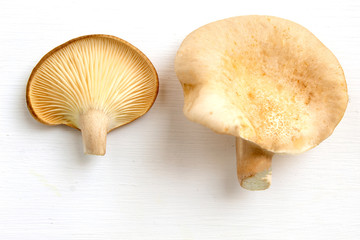 Pleurotus ostreatus(FR) guel isolated on white background ,abalone mushroom